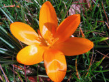 serie flower n 5 by gaeljet2, Photography->Flowers gallery