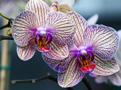 Click here to view at full resolution.