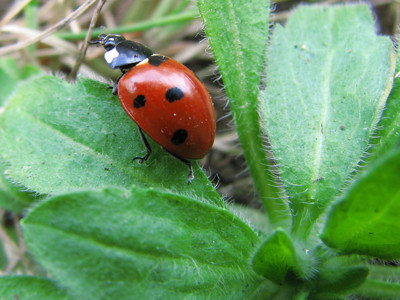 Click here to view at full resolution.