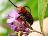 Red Milkweed Beetle by ImmortalSun, Photography->Insects/Spiders gallery