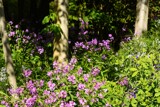 Garden Color and Shadow Play by Tiggs, photography->gardens gallery