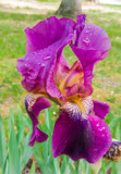 Single Iris by Pistos, photography->flowers gallery