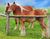 Amish Work Horses by PatAndre, photography->animals gallery