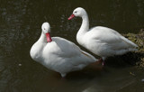 A pair of Coscoroba Swans by gonedigital, photography->birds gallery