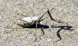 A Praying Mantis by Pistos, photography->insects/spiders gallery