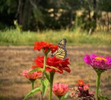 Before the Long journey by tigger3, photography->butterflies gallery