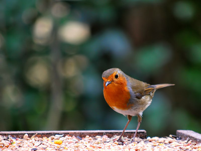 Click here to view at full resolution.