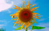 Bee missed the sunflower by kanapon, Photography->Flowers gallery