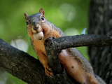 More Go'n Nuts by rahto, photography->animals gallery