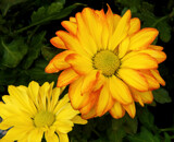 Daisy Mum by trixxie17, photography->flowers gallery
