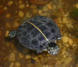 Southern Painted Turtle by Krissy420, Photography->Animals gallery