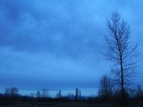 Poplar silhouette by jamesbenoit, Photography->Landscape gallery