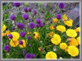 Calendula &amp; Chive Blossoms by LynEve, photography->flowers gallery