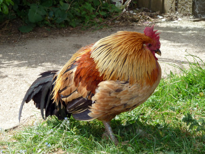 Click here to view at full resolution.