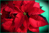 Christmas Day Red by jerseygurl, photography->flowers gallery