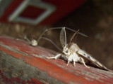 Moth and Daddy Long-Legger by Muffinchinoboistyle, photography->insects/spiders gallery