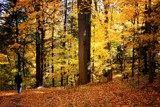 Fall Walk by Fresh27, Photography->Landscape gallery