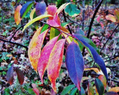 Click here to view at full resolution.