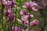 Remembering The Tulip Tree by bfrank, photography->flowers gallery