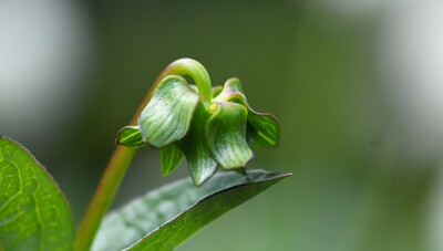 Click here to view at full resolution.