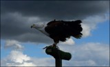Eagle Eyed by TheWhisperer, photography->birds gallery