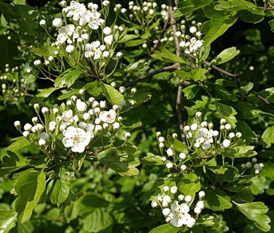 Click here to view at full resolution.