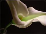 Calla Macro by ccmerino, photography->macro gallery