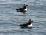 Puffin Away by scorpie, Photography->Birds gallery