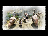 Happy Family of Geese by LynEve, Photography->Birds gallery