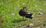 Young Lapwing by gonedigital, photography->birds gallery