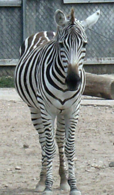 Click here to view at full resolution.