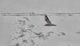 flyin by snowy day 5 by gaeljet2, Photography->Action or Motion gallery