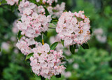 Mountain Laurel by Pistos, photography->flowers gallery