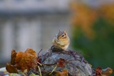 Chattering Chipmunk by Fresh27, Photography->Animals gallery