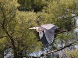  Heron Fly By by rahto, Photography->Birds gallery