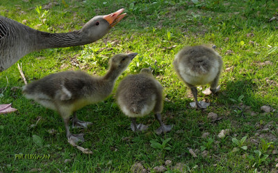 Click here to view at full resolution.