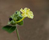 Flower Berries by PatAndre, photography->flowers gallery