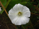 Rainy Day Wild Flower by Novice, Photography->Flowers gallery