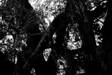 Weeping Willow by JayMxPhotography, photography->nature gallery