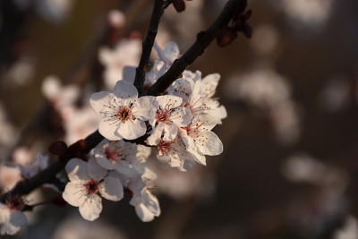 Click here to view at full resolution.