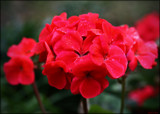 Red In The Rain by LynEve, photography->flowers gallery