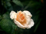 Peach Colored Rose by gerryp, Photography->Flowers gallery