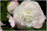 Tuberous Begonia 5 by LynEve, photography->flowers gallery