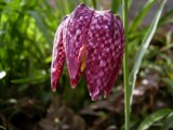 Fritillaria meleagris {Snakes Head) by Nico_nl, Photography->Flowers gallery
