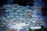 Lily Pads by Eubeen, photography->water gallery