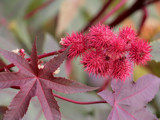 A Splash Of Red by rahto, Photography->Flowers gallery