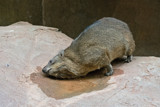 Rock hyrax by Ramad, photography->animals gallery
