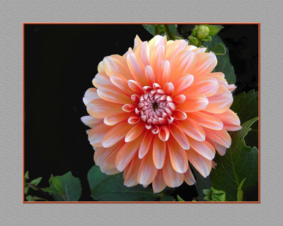Click here to view at full resolution.