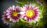 Trio! by Starglow, photography->flowers gallery