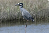 Yellow Crowned Night Heron by photog024, Photography->Birds gallery